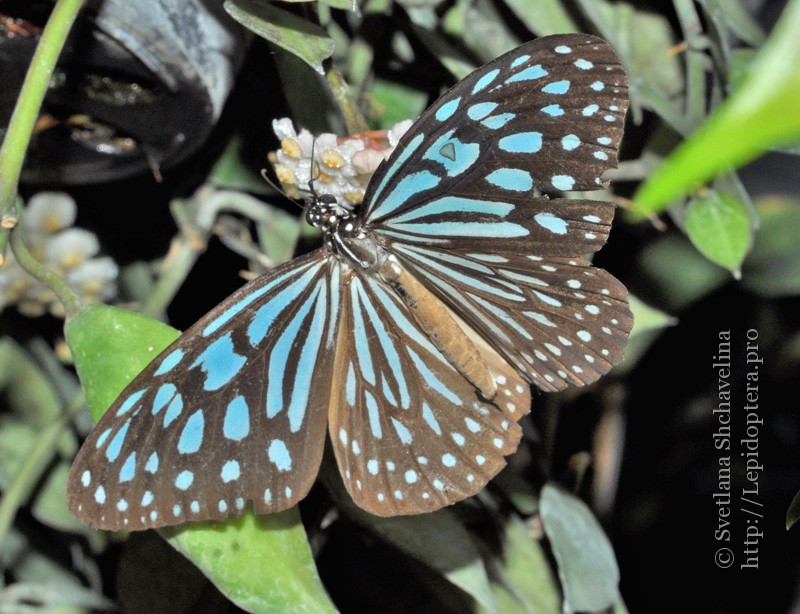 Ideopsis similis